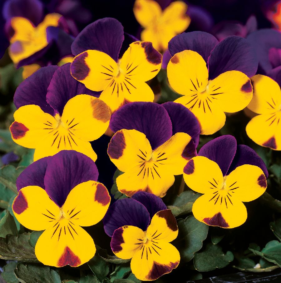 معرفی و راهنمای پرورش گیاهان زینتی فضای باز - بنفشه ایرانی